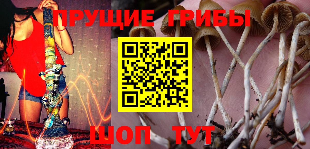 Татарск  Псилоцибиновые грибы Psilocybine cubensis  Вход с VPN 